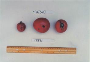 Click for 4 image(s) for this accession. FRUIT